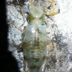 釣ブームらしいですね